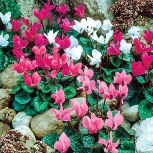 Cyclamen-December-300x300
